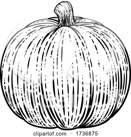 Pumpkin Vegetable Vintage Woodcut Illustration by AtStockIllustration