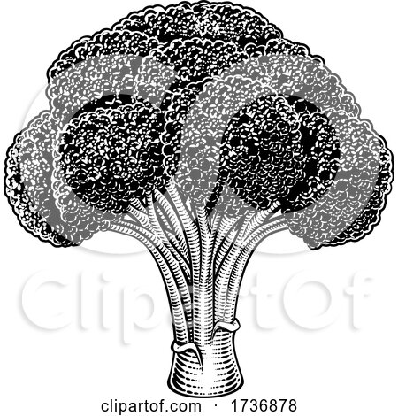 Broccoli Vegetable Vintage Woodcut Illustration by AtStockIllustration