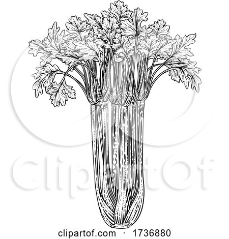Celery Vegetable Vintage Woodcut Illustration by AtStockIllustration