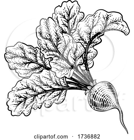 Beet Beetroot Vegetable Woodcut Illustration by AtStockIllustration
