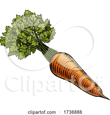Carrot Vegetable Vintage Woodcut Illustration by AtStockIllustration