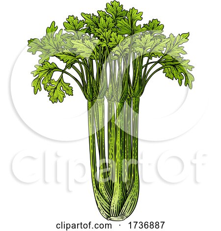 Celery Vegetable Vintage Woodcut Illustration by AtStockIllustration