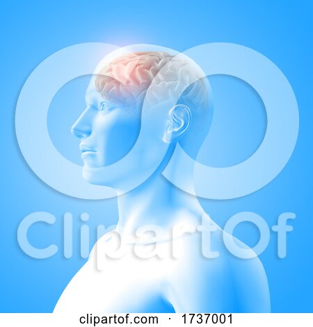 3D Medical Image Showing Brain in Male Figure with Frontal Lobe Highlighted by KJ Pargeter