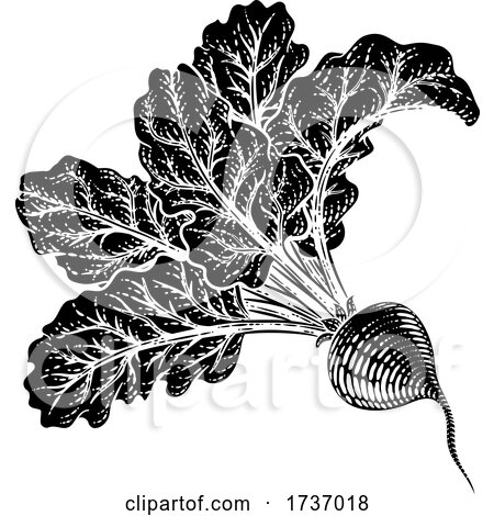 Beet Beetroot Vegetable Woodcut Illustration by AtStockIllustration