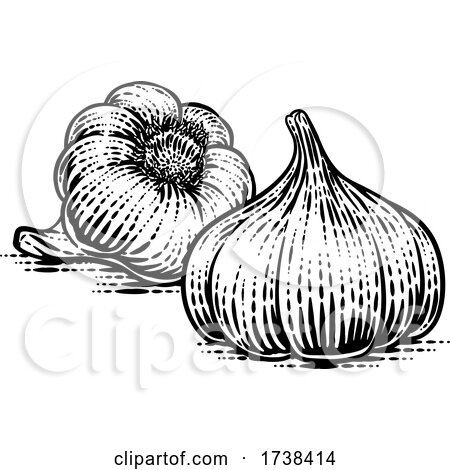 Garlic Bulbs by AtStockIllustration