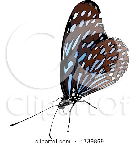 Dark Blue Tiger Butterfly by dero