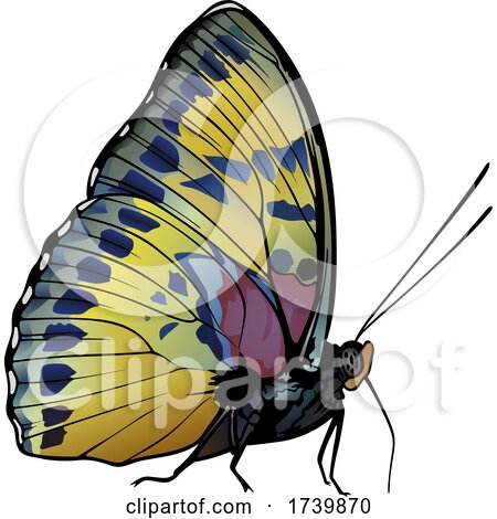 Janetta Forester Butterfly by dero