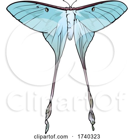 Actias Dubernardi Chinese Moon Moth by dero