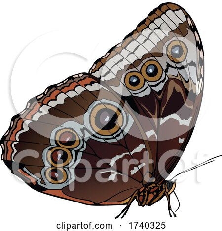 Brown Buckeye Butterfly by dero