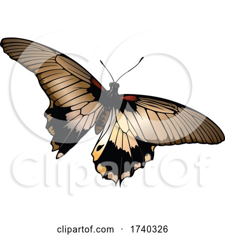 Butterfly Moth by dero
