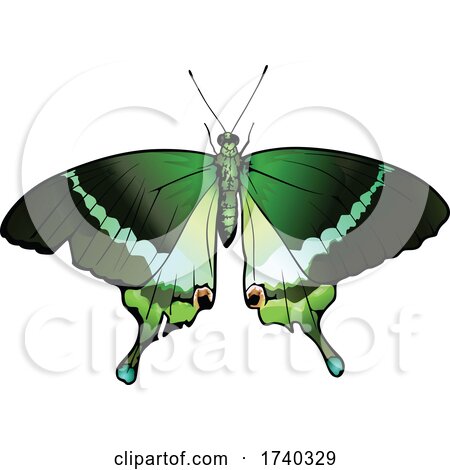 Green Butterfly by dero