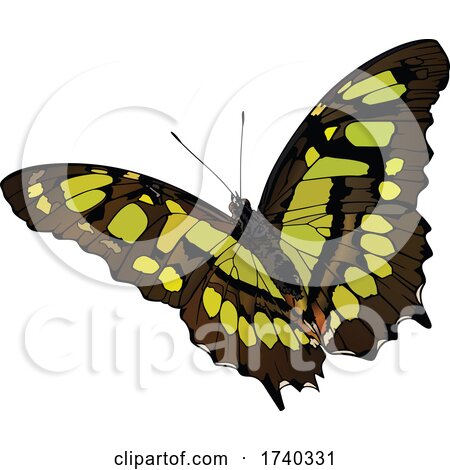 Malachite Butterfly by dero