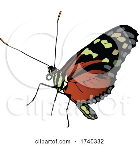 Monarch Butterfly by dero