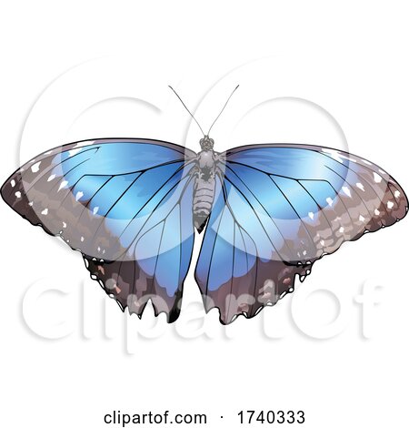 Morpho Peleides Butterfly by dero