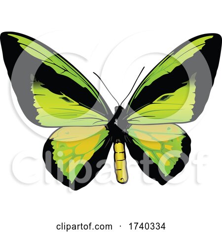 Male Ornithoptera Goliath Butterfly by dero