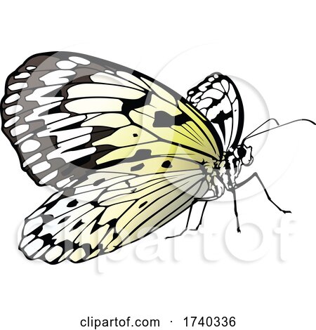 Paper Kite Butterfly by dero