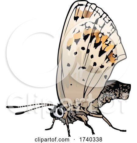 Plebejus Idas Butterfly by dero
