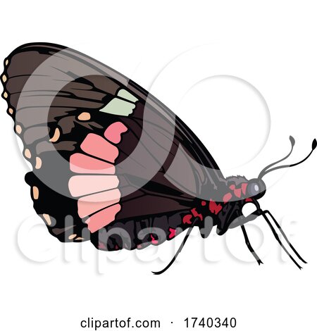 Swallowtail Butterfly by dero