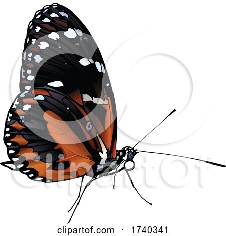 Tiger Longwing Butterfly by dero