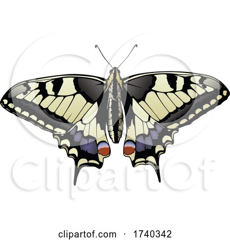 Tiger Swallowtail Butterfly by dero