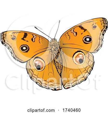 Junionia Almana Butterfly by dero