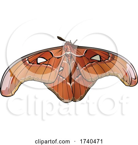 Attacus Lorguini Moth by dero