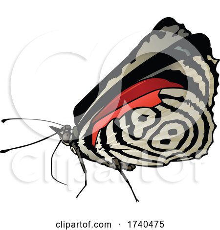 Diaethria Neglecta Butterfly by dero