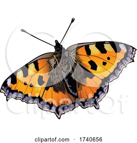 Aglais Urticae Small Tortoiseshell Butterfly by dero