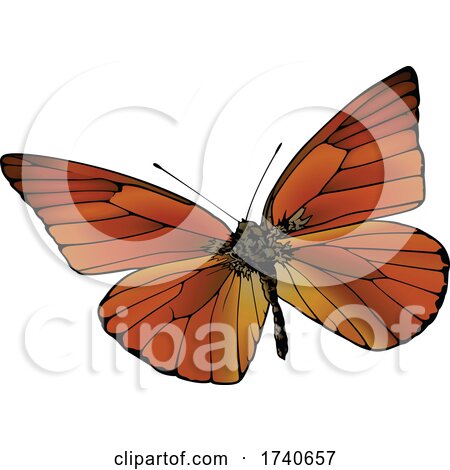 Appias Nero Orange Albatross Butterfly by dero