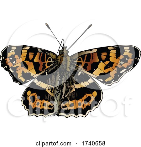 Araschnia Burejana Large Map Butterfly by dero