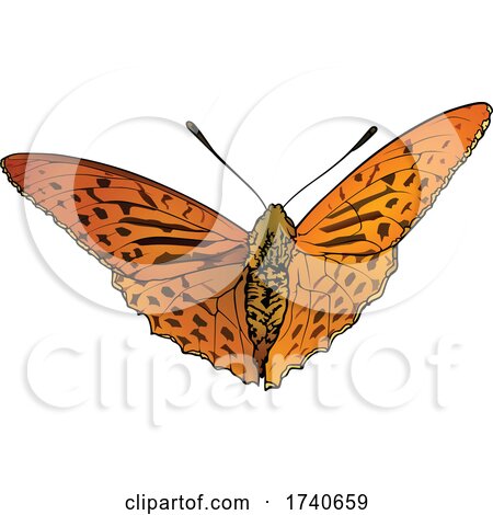 Argynnis Anadyomene Butterfly by dero