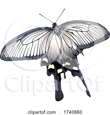 Atrophaneura Alcinous Chinese Windmill Butterfly by dero