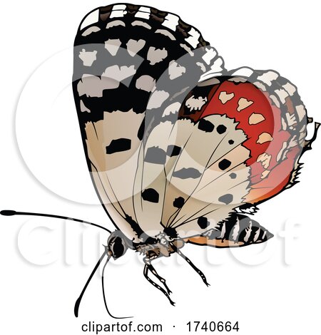 Talicada Nyseus Red Pierrot Butterfly by dero