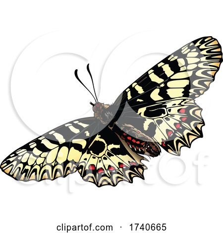 Zerynthia Polyxena Southern Festoon Butterfly by dero