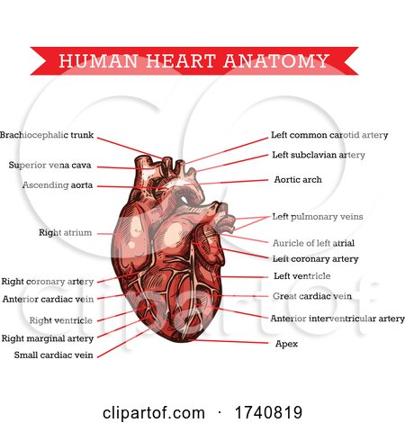 Human Heart Anatomy by Vector Tradition SM