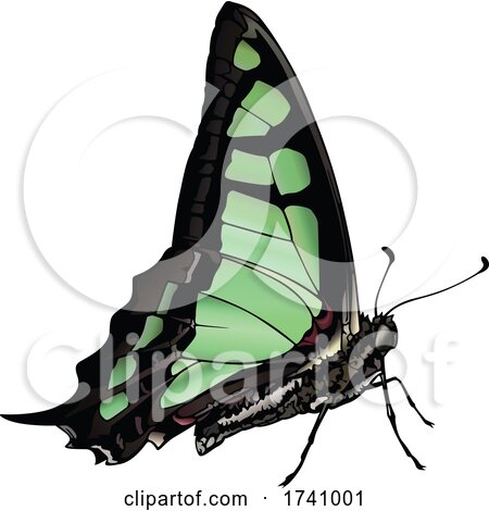 Graphium Cloanthus Glassy Bluebottle Butterfly by dero