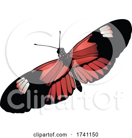 Heliconius Melpomene Postman Butterfly by dero