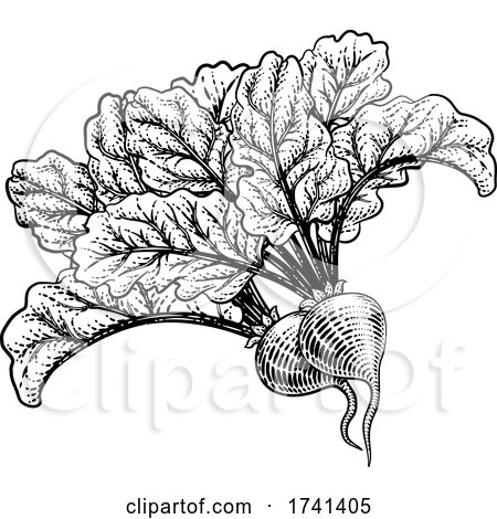 Beets Beetroot Vegetable Woodcut Illustration by AtStockIllustration