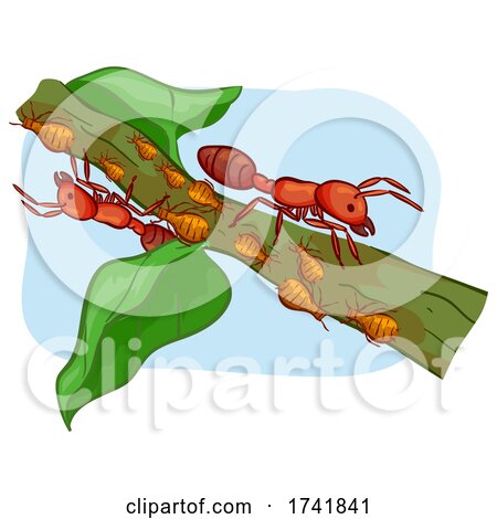 Ant Aphids Illustration by BNP Design Studio