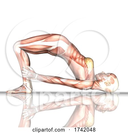 3D Female Figure with Muscle Map in Bridge Yoga Pose On a White Background by KJ Pargeter