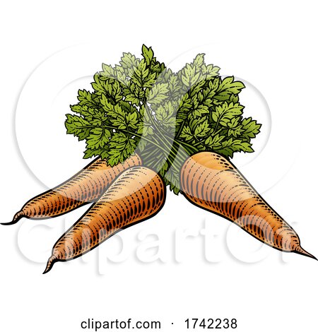 Carrots Vegetable Vintage Woodcut Illustration by AtStockIllustration