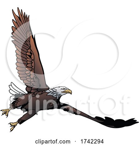 Bald Eagle by dero