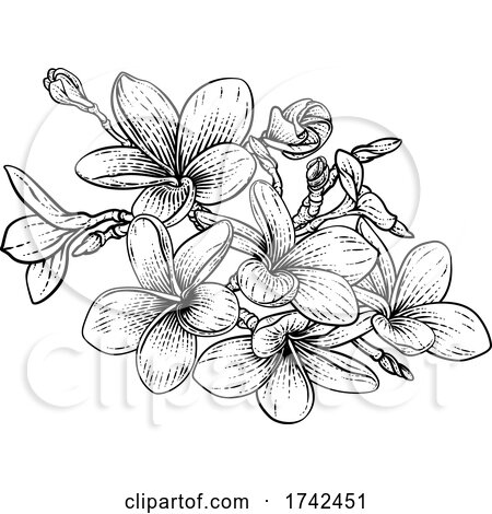 Tropical Plumeria Frangipani Bali Flower Woodcut by AtStockIllustration