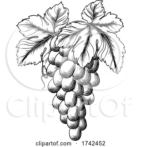 Bunch of Grapes on Grape Vine and Leaves by AtStockIllustration