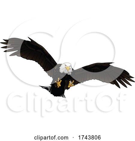 Swooping Bald Eagle by dero