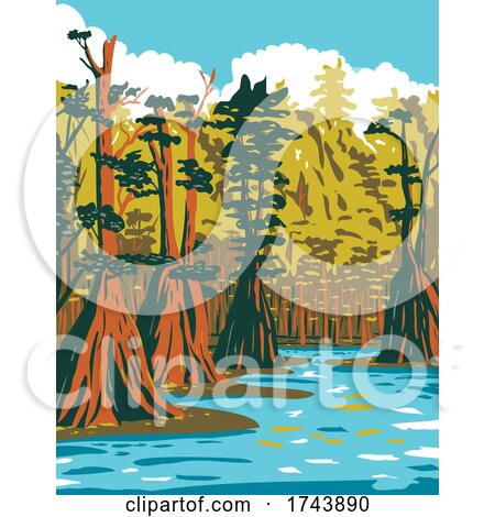 Baldcypress Tree Growing in the Southern Swamp of Apalachicola National Forest Located in the Florida Panhandle WPA Poster Art by patrimonio