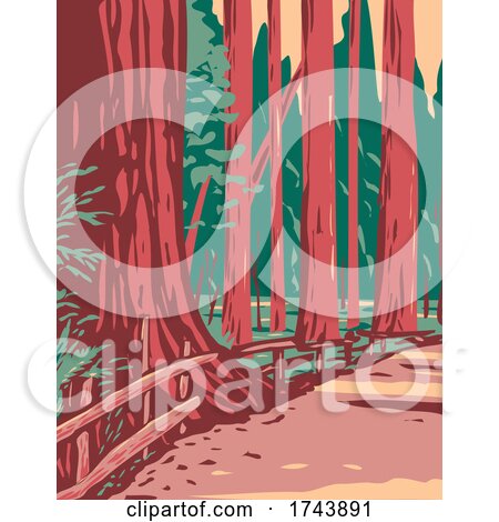 Redwoods in the Avenue of the Giants Surrounded by the Humboldt Redwoods State Park Located in Arcata California WPA Poster Art by patrimonio