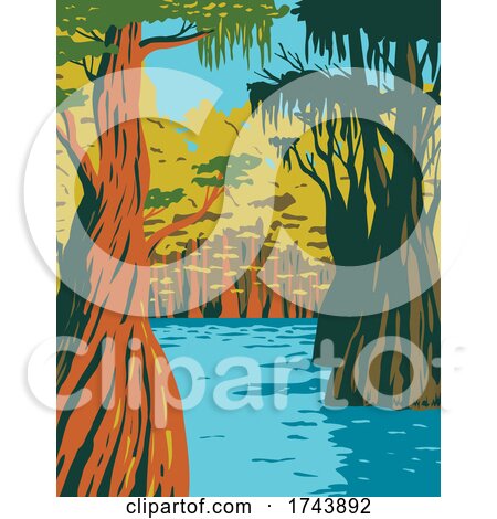 Bald Cypress Growing in the Swamp of Owl Creek in Apalachicola National Forest Located in the Florida Panhandle WPA Poster Art by patrimonio