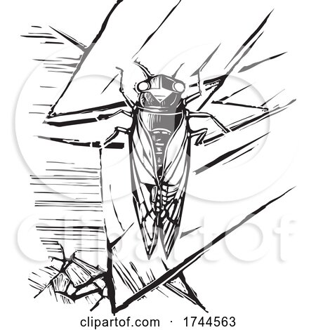 Brood X Cicada in Black and White by xunantunich