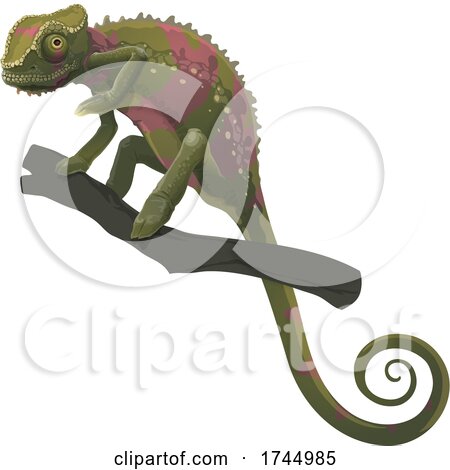 Chameleon on a Branch by Vector Tradition SM